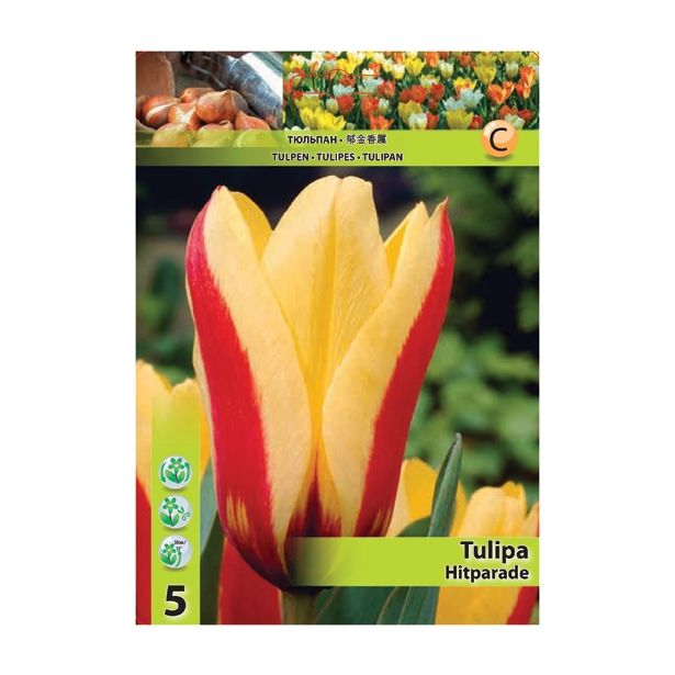 POMLADI CVETOČA ČEBULICA HOLLAND BULB MARKET TULIPAN FOSTERIANA HITPARADE 11/12 5 KOS