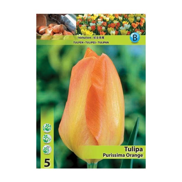 POMLADI CVETOČA ČEBULICA HOLLAND BULB MARKET TULIPAN FOSTERIANA PURISSIMA ORANGE 11/12