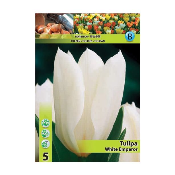 TULIPAN HOLLAND BULB MARKET FOSTERIANA WHITE EMPEROR 11/12 5 KOS