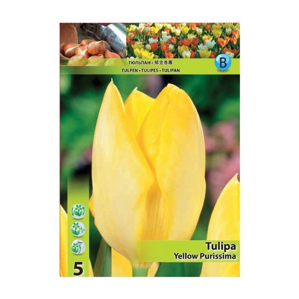 TULIPAN HOLLAND BULB MARKET FOSTERIANA YELLOW PURISSIMA 11/12
