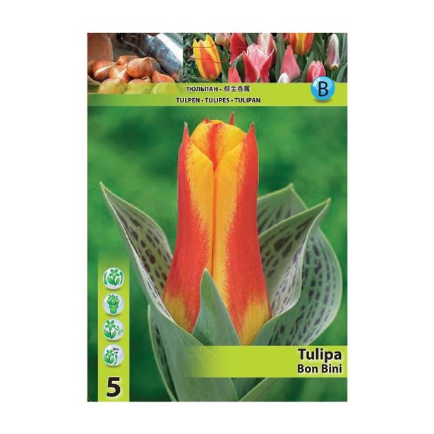POMLADI CVETOČA ČEBULICA HOLLAND BULB MARKET TULIPAN GREIGII BON BINI 11/12 5 KOS