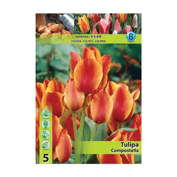 POMLADI CVETOČA ČEBULICA HOLLAND BULB MARKET TULIPAN GREIGII COMPOSTELLA 11/12 5 KOS