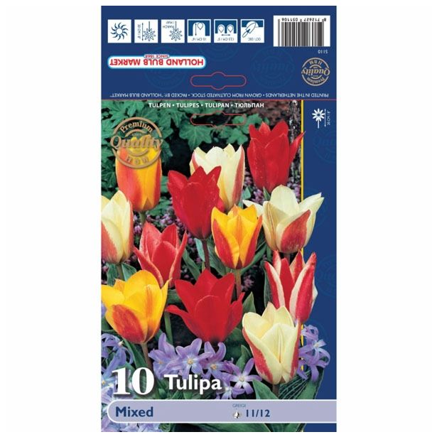 TULIPAN HOLLAND BULB MARKET GREIGII GREIGII MIXED 11/12 10KOS