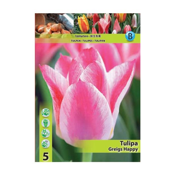 POMLADI CVETOČA ČEBULICA HOLLAND BULB MARKET TULIPAN GREIGII GREIGS HAPPY 11/12 5 KOS