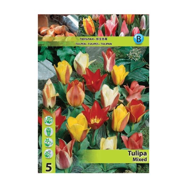 TULIPAN HOLLAND BULB MARKET GREIGII MIXED 11/12 5 KOS