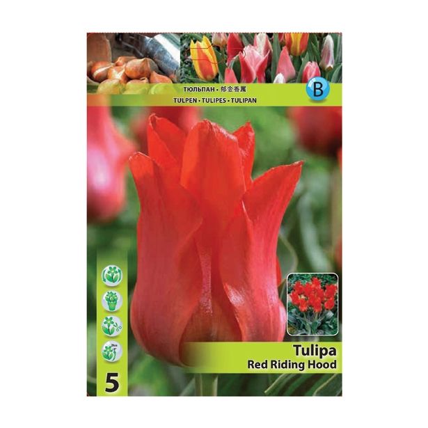 TULIPAN HOLLAND BULB MARKET GREIGII RED RIDING HOOD 11/12