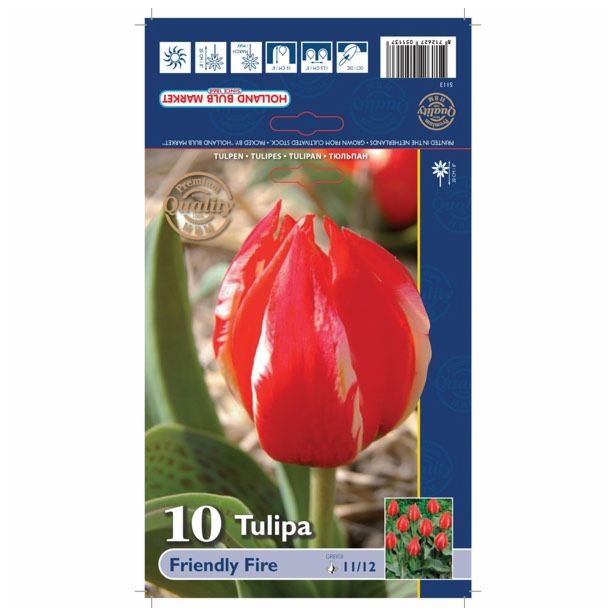 POMLADI CVETOČA ČEBULICA HOLLAND BULB MARKET TULIPAN KAUFMANIA FRIENDLY FIRE 11/12 10KOS