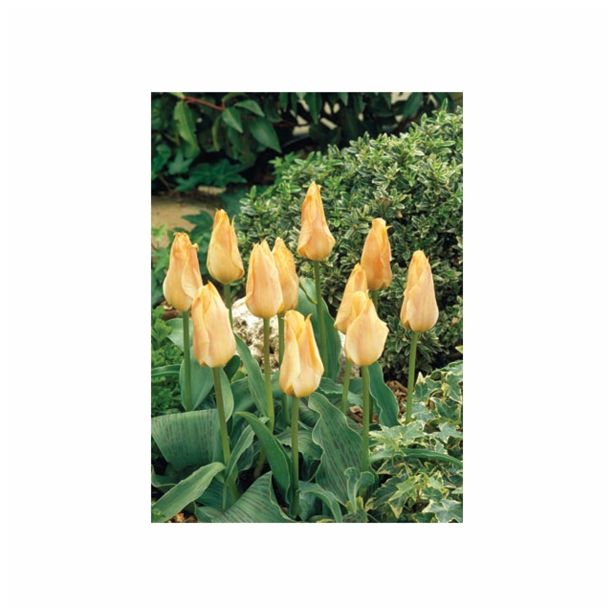 POMLADI CVETOČA ČEBULICA HOLLAND BULB MARKET TULIPAN KAUFMANIA FUR ELISE 11/12 10KOS