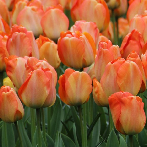 TULIPAN LEFEBER DAY DREAM (10 KOS)