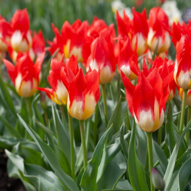TULIPAN LEFEBER FLAMES MYSERY (10 KOS)