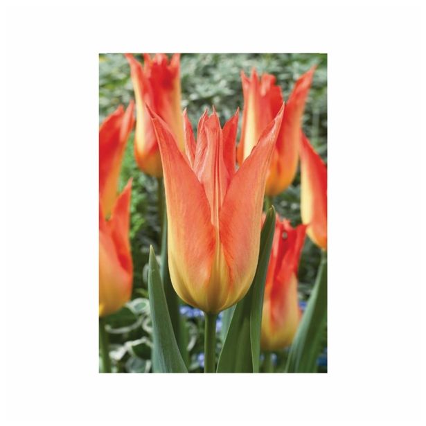 POMLADI CVETOČA ČEBULICA HOLLAND BULB MARKET TULIPAN LILIJSKI LILYFIRE 11/12 10KOS