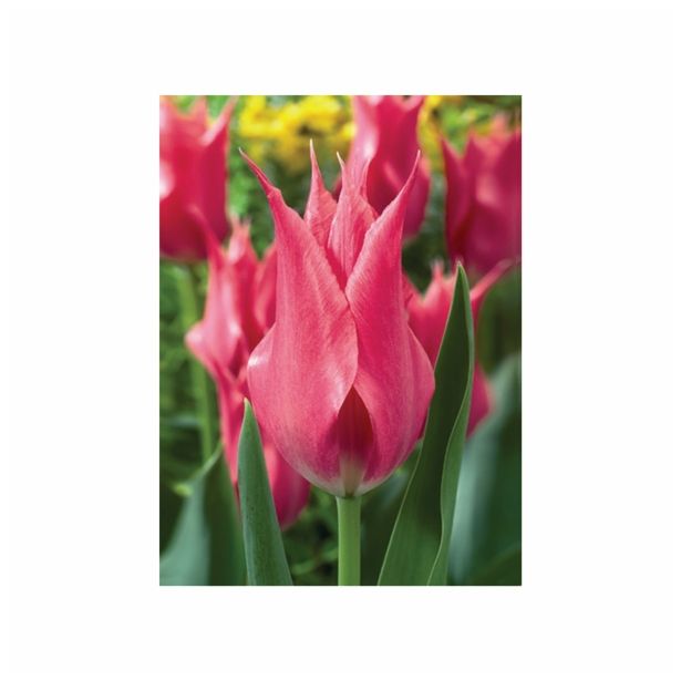 TULIPAN HOLLAND BULB MARKET LILIJSKI LILYLADY 11/12 10KOS