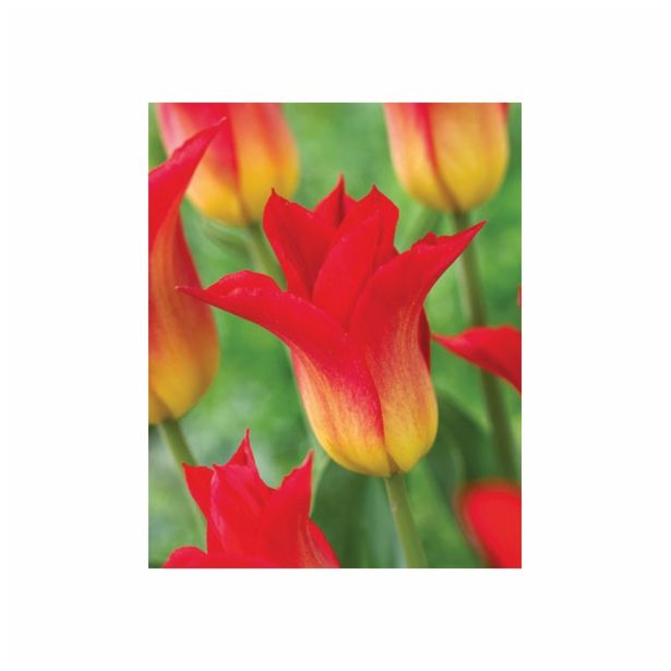 POMLADI CVETOČA ČEBULICA HOLLAND BULB MARKET TULIPAN LILIJSKI ROYAL GIFT 11/12 10KOS