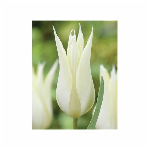 POMLADI CVETOČA ČEBULICA HOLLAND BULB MARKET TULIPAN LILIJSKI SAPORRO 11/12 10KOS