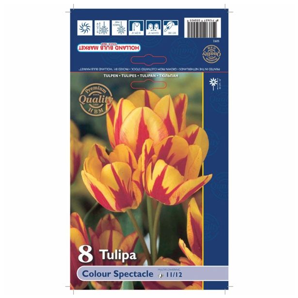POMLADI CVETOČA ČEBULICA HOLLAND BULB MARKET TULIPAN MNOGOCVETNI COLOUR SPECTACLE 11/12