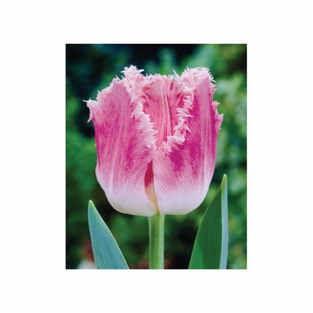 POMLADI CVETOČA ČEBULICA HOLLAND BULB MARKET TULIPAN NAZOBČAN DALLAS 11/12 8KOS