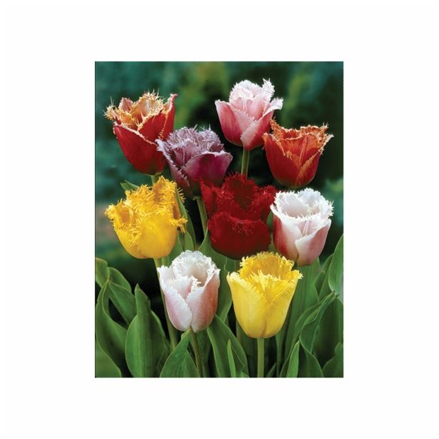 TULIPAN HOLLAND BULB MARKET NAZOBČAN FRINGED MIXED 11/12 8KOS