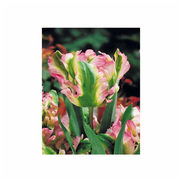 TULIPAN HOLLAND BULB MARKET PARROT GREEN WAVE 11/12 8KOS