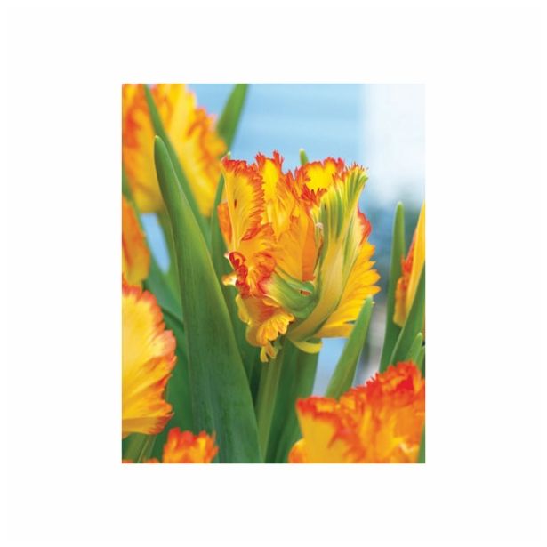 TULIPAN HOLLAND BULB MARKET PARROT LA COURTIN E PARROT