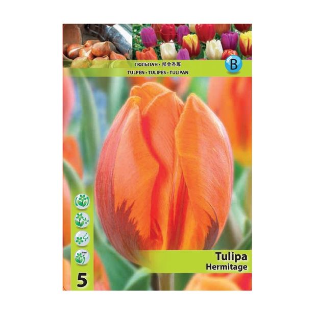 POMLADI CVETOČA ČEBULICA HOLLAND BULB MARKET TULIPAN SINGLE HERMITAGE 11/12 5 KOS