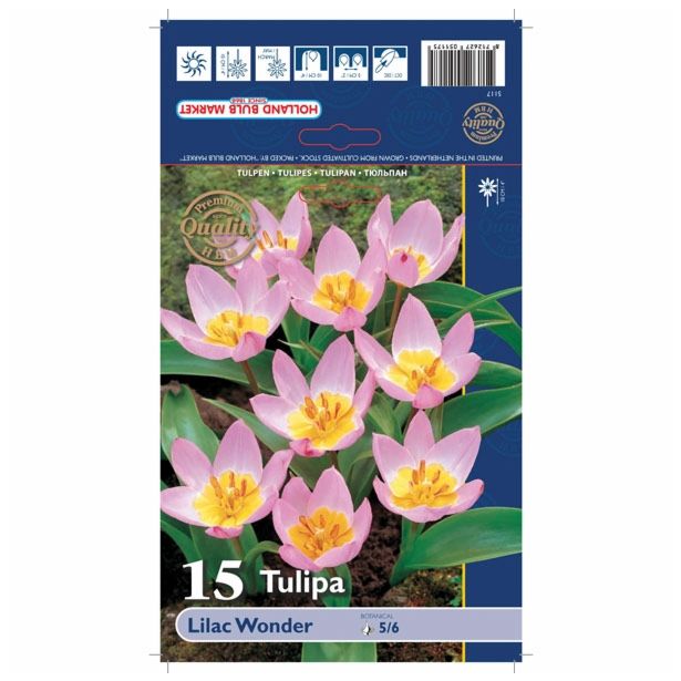 POMLADI CVETOČA ČEBULICA HOLLAND BULB MARKET TULIPAN SPECIES LILAC WONDER 5/6 15KOS