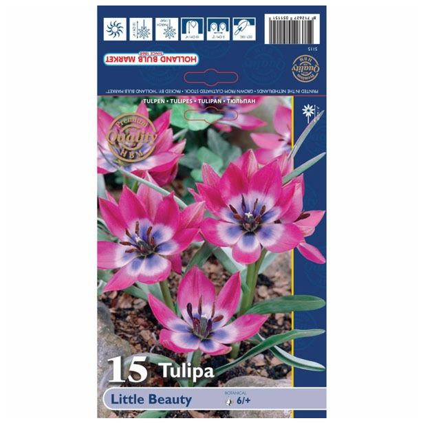 POMLADI CVETOČA ČEBULICA HOLLAND BULB MARKET TULIPAN SPECIES LITTLE BEAUTY 6/+ 15KOS