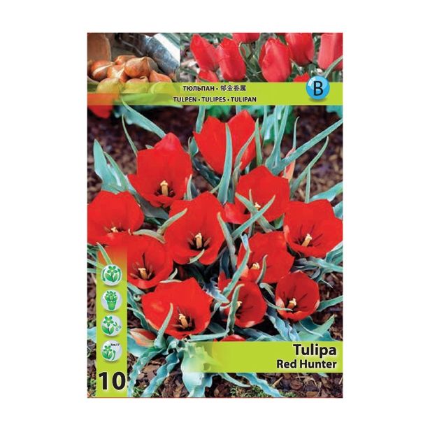 POMLADI CVETOČA ČEBULICA HOLLAND BULB MARKET TULIPAN SPECIES RED HUNTER 6+ 10 KOS