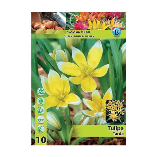 POMLADI CVETOČA ČEBULICA HOLLAND BULB MARKET TULIPAN SPECIES TARDA 7/8 10 KOS