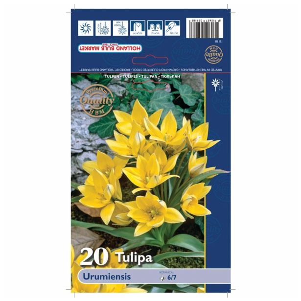 POMLADI CVETOČA ČEBULICA HOLLAND BULB MARKET TULIPAN SPECIES URUMIENSIS 6/7 20KOS