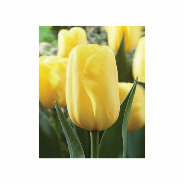 POMLADI CVETOČA ČEBULICA HOLLAND BULB MARKET TULIPAN THRIUMPH MUSCADET 11/12 10KOS