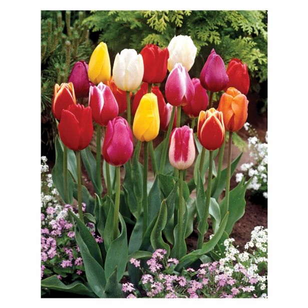 POMLADI CVETOČA ČEBULICA HOLLAND BULB MARKET TULIPAN TRIUMPH 50/1