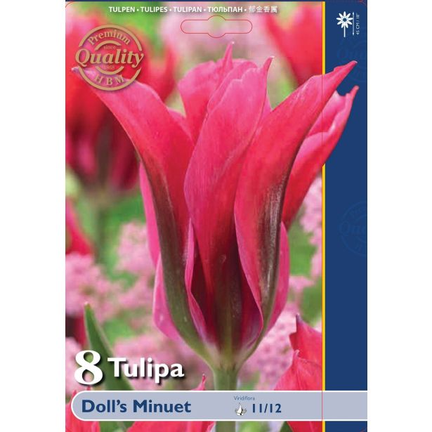 TULIPAN HOLLAND BULB MARKET VIRIDIFLORA DOLL'S MINUET 11/12 8KOS