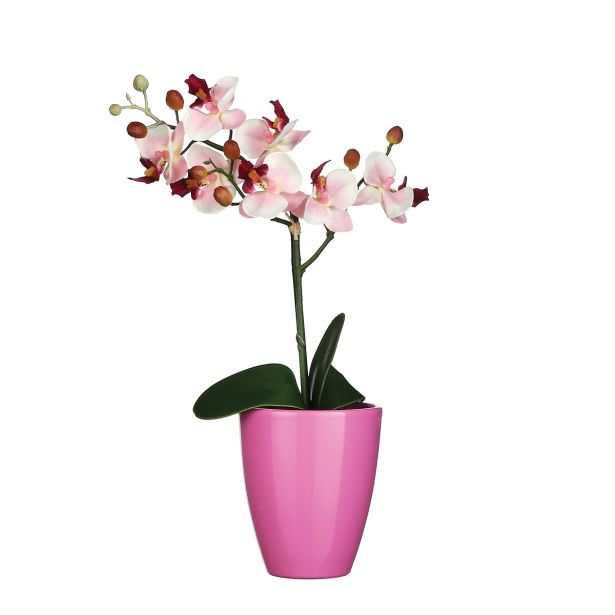 PHALAENOPSIS ROZA V LONCU TUSCA ORCHID ROZA D10CM - H35XD15CM
