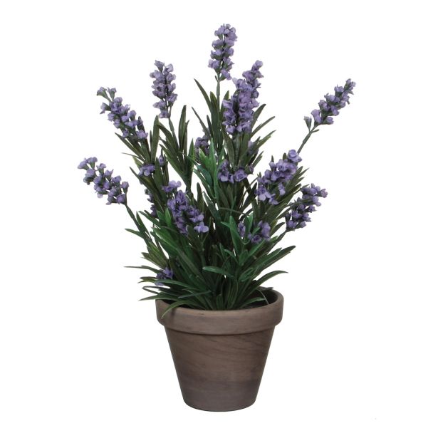 SIVKA MODRA V SIVEM STAN LONCU D11,5CM - H33XD20CM