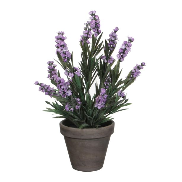 SIVKA VIOLIČNA V SIVEM STAN LONCU D11,5CM - H33XD20CM