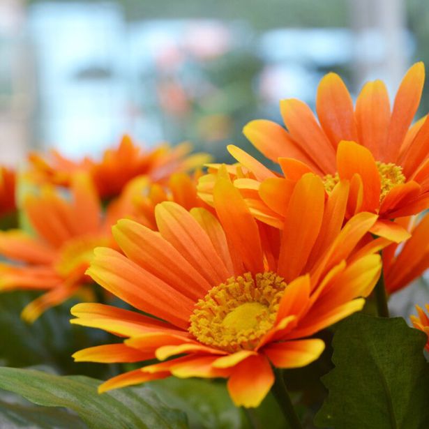 UMETNO CVETJE EVERGREENS GERBERA ORANŽNA