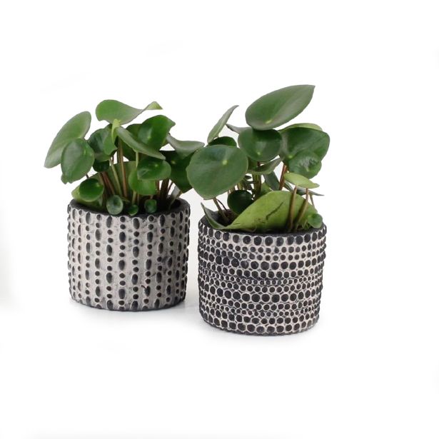 PEPEROMIJA V OKRASNEM LONCU RAINDROP L10