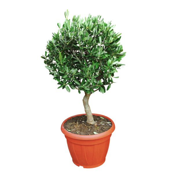 OLJKA V PVC SKLEDI L20