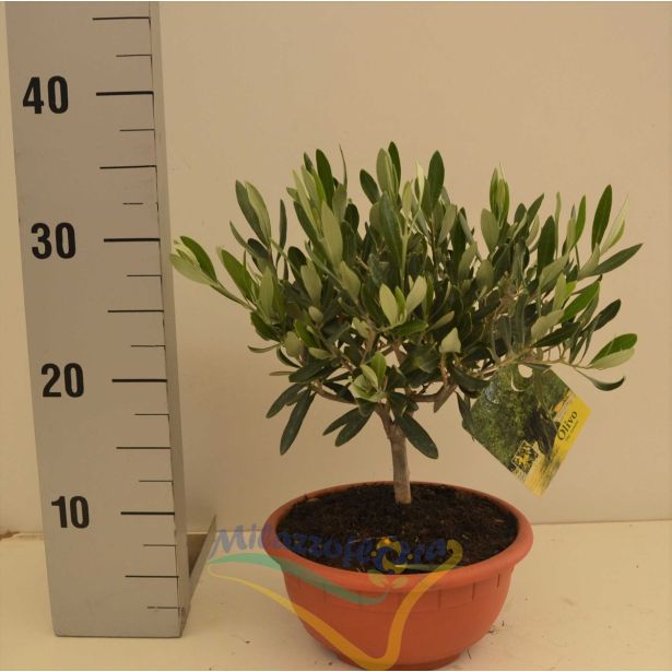 OLJKA V PVC SKLEDI L20