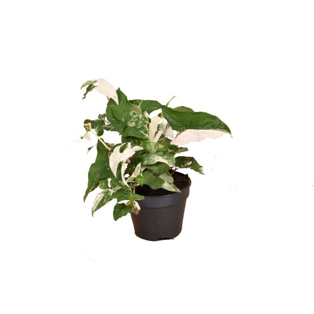 SOBNA ZELENA RASTLINA VARIEGIRAN SINGONIJ L15