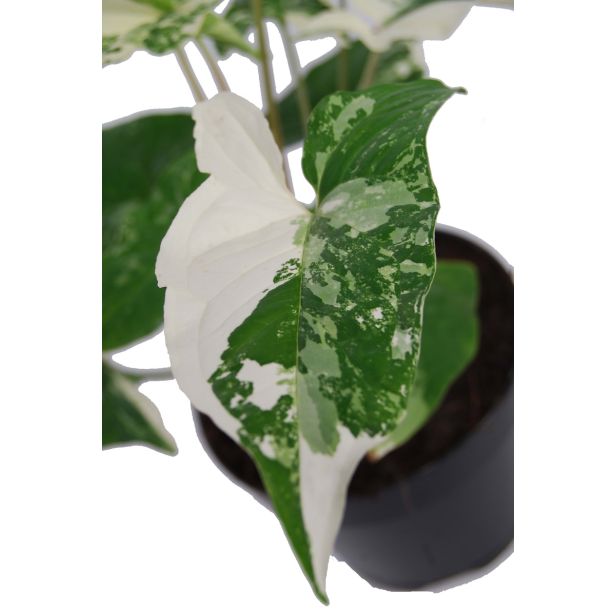 SOBNA ZELENA RASTLINA VARIEGIRAN SINGONIJ L15