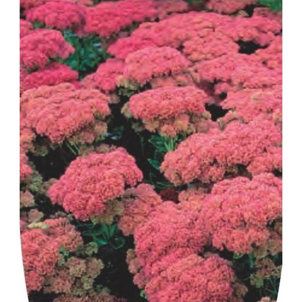 TRAJNICA VELIKA HERMELIKA L17