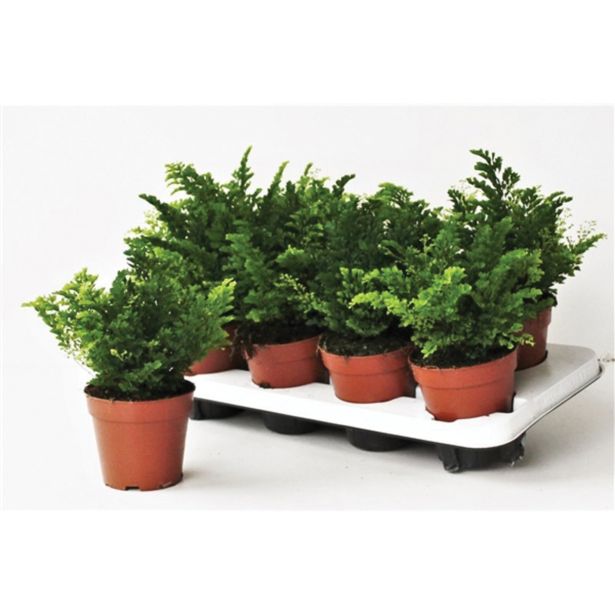 PRAPROT VENERINI LASKI L12