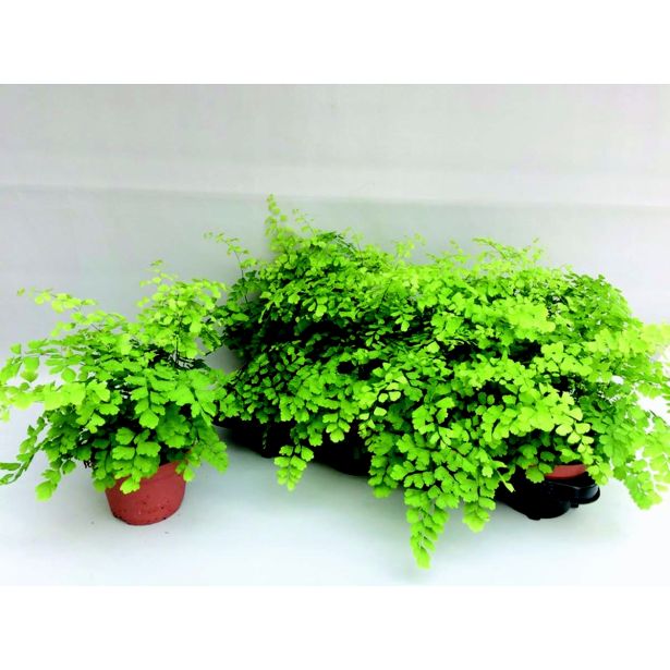 PRAPROT VENERINI LASKI L13 FRAGRANS