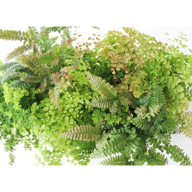 PRAPROT VENERINI LASKI MIX L14