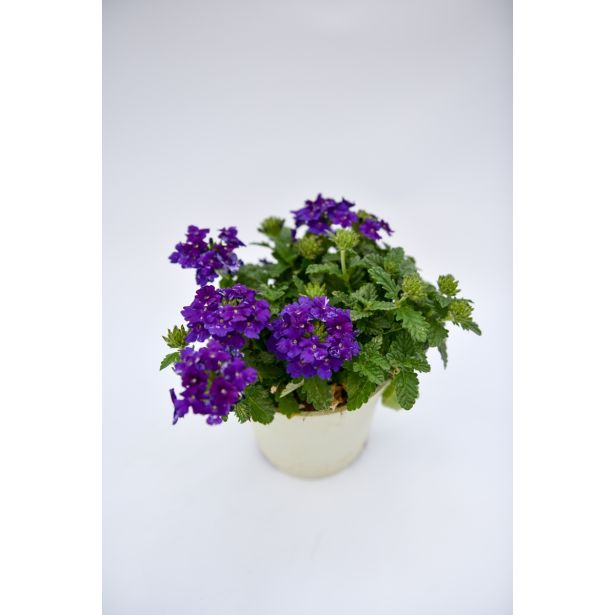 SEZONSKA RASTLINA VERBENE MIX L10