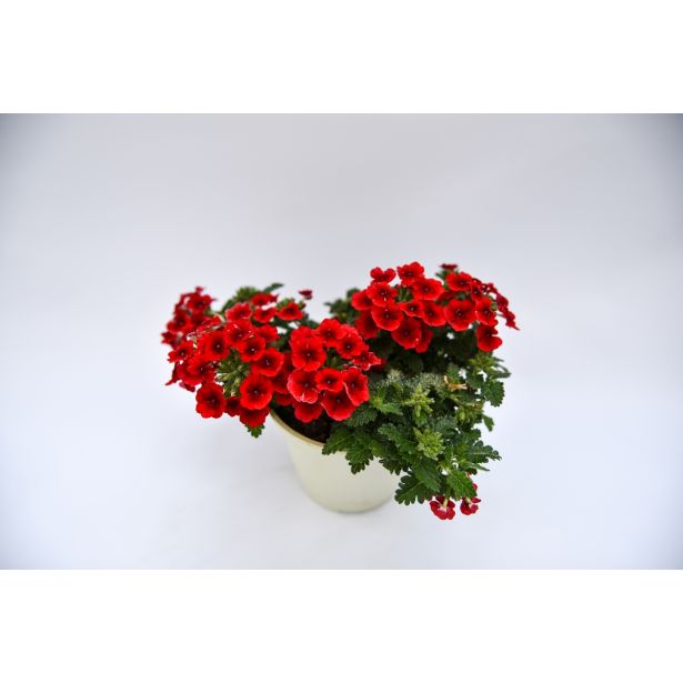 SEZONSKA RASTLINA VERBENE MIX L10