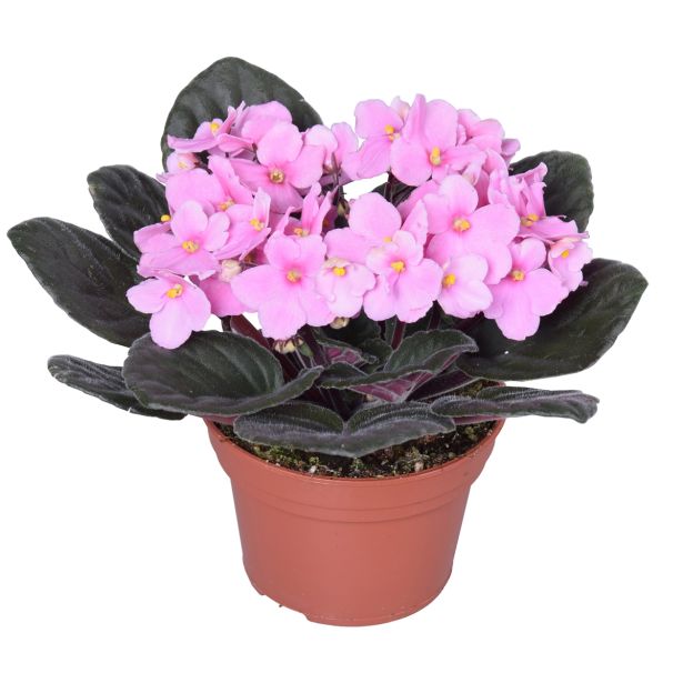 VIJOLICA AFRIŠKA L12