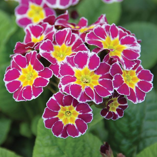 PRIMULA VIKTORIJANSKA LILAC L13