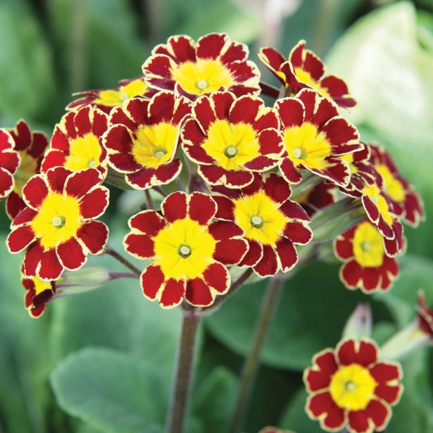 PRIMULA VIKTORIJANSKA RED L13